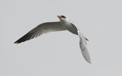 Caspian tern (Hydroprogne caspia)