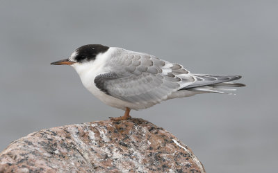 Arctic tern (Sterna paradisaea)