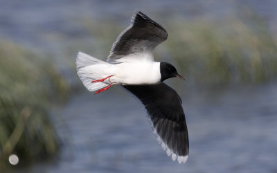 Little gull (Hydrocoloeus minutus)