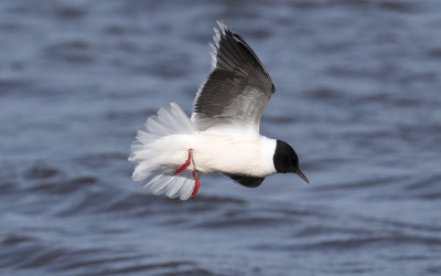 Little gull (Hydrocoloeus minutus)