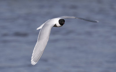 Little gull (Hydrocoloeus minutus)