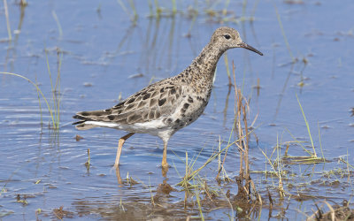 Ruff (Calidris pugnax)