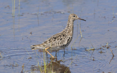 Ruff (Calidris pugnax)