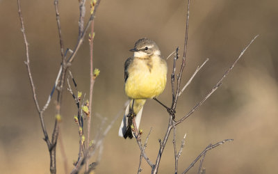 Dark-headed wagtail (Motacilla flava thunbergi)