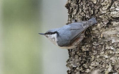 Eurasian nuthatch (Sitta europaea)