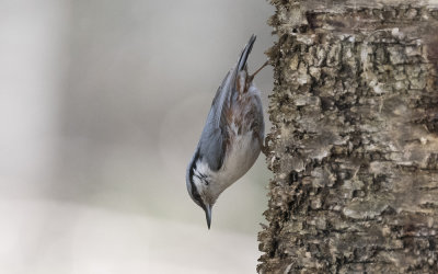 Eurasian nuthatch (Sitta europaea)