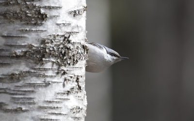 Eurasian nuthatch (Sitta europaea)