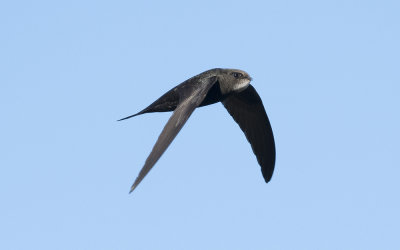 Common swift (Apus apus)