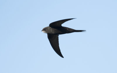 Common swift (Apus apus)