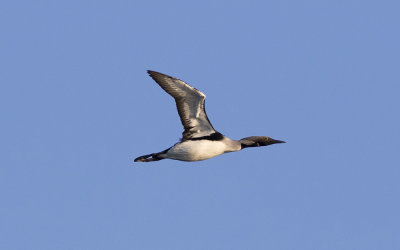 Black-throated diver (Gavia arctica)