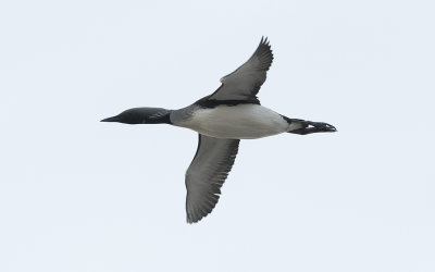 Black-throated diver (Gavia arctica)