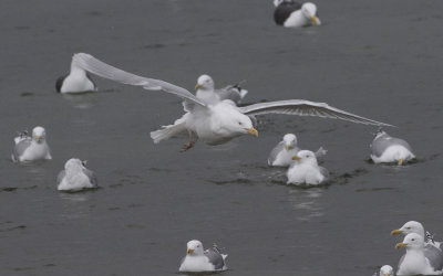 Glaucous gull (Larus hyperboreus)