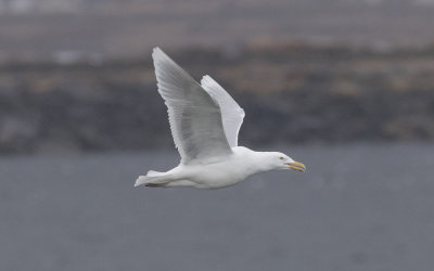 Glaucous gull (Larus hyperboreus)