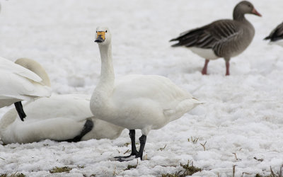 Tundra swan (Cygnus columbianus)
