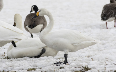 Tundra swan (Cygnus columbianus)
