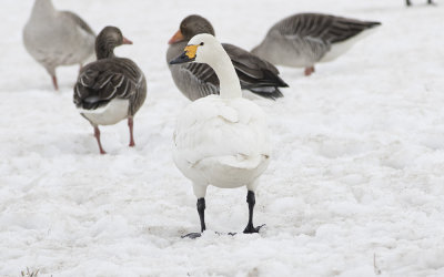 Tundra swan (Cygnus columbianus)