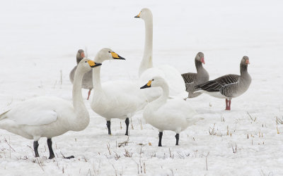 Tundra swan (Cygnus columbianus)