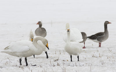 Tundra swan (Cygnus columbianus)
