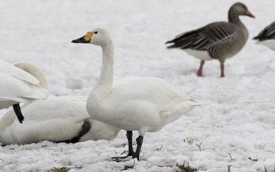 Tundra swan