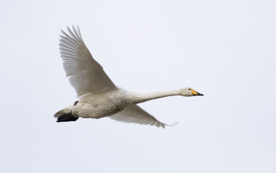 Whooper swan (Cygnus cygnus)