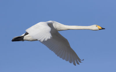 Whooper swan