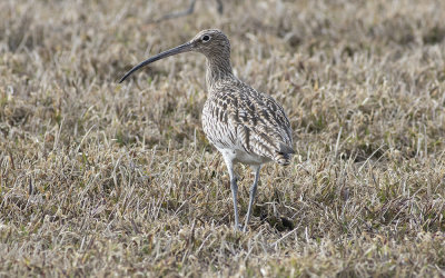 Eurasian curlew(Numenius arquata)