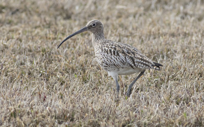 Eurasian curlew(Numenius arquata)