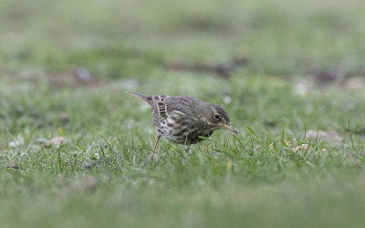  Rock pipit (Anthus petrosus)