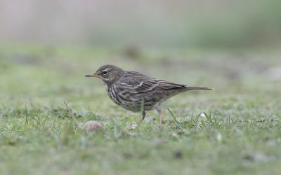  Rock pipit (Anthus petrosus)
