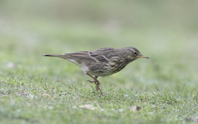  Rock pipit (Anthus petrosus)