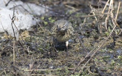 Rock pipit (Anthus petrosus littoralis)
