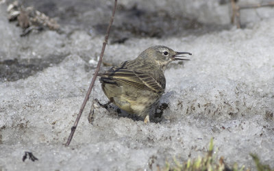 Rock pipit