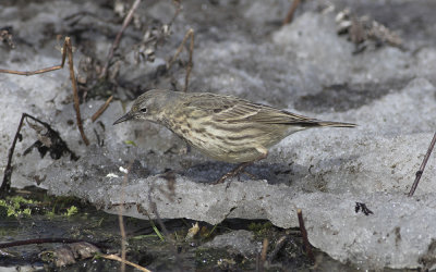 Rock pipit (Anthus petrosus littoralis)