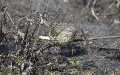 Rock pipit (Anthus petrosus littoralis)