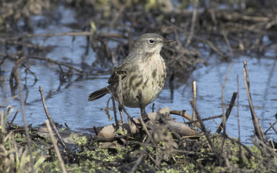 Rock pipit (Anthus petrosus littoralis)