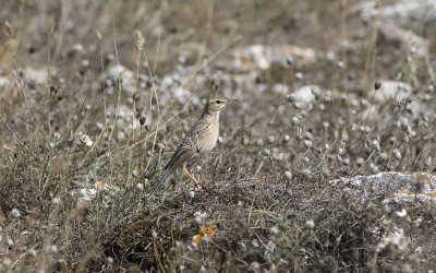 Tawny pipit (Anthus campestris)