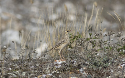 Tawny pipit
