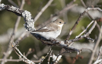 European pied flycatcher (Ficedula hypoleuca)
