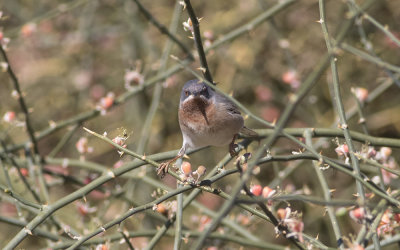Eastern subalpine warbler (Sylvia cantillans)