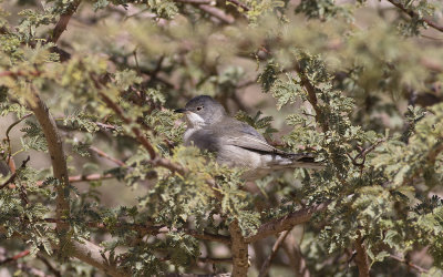 Rüppell's warbler(Sylvia ruppeli)
