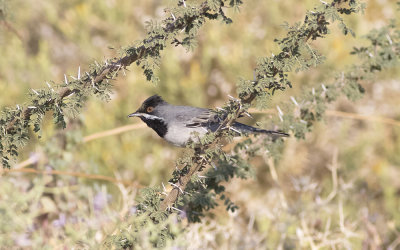 Rüppell's warbler(Sylvia ruppeli)