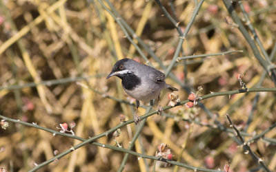 Rüppell's warbler(Sylvia ruppeli)