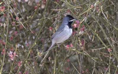 Rüppell's warbler(Sylvia ruppeli)