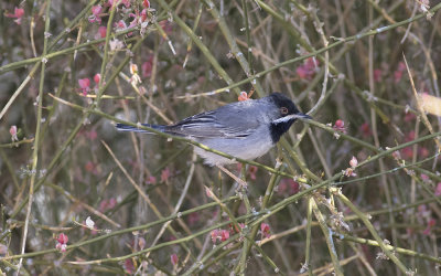 Rüppell's warbler(Sylvia ruppeli)
