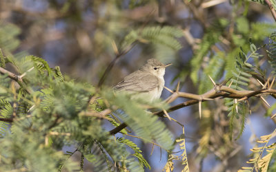 Eastern olivaceous warbler (Iduna pallida)
