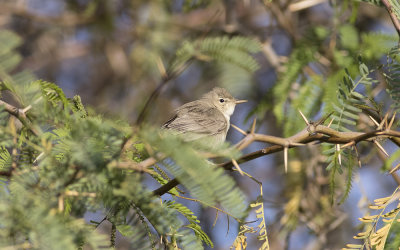 Eastern olivaceous warbler (Iduna pallida)