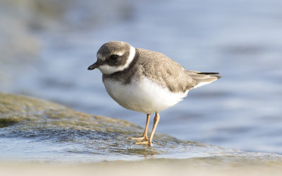 Common ringed plover (Charadrius hiaticula)