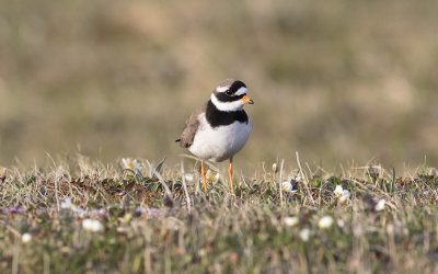 Common ringed plover (Charadrius hiaticula)