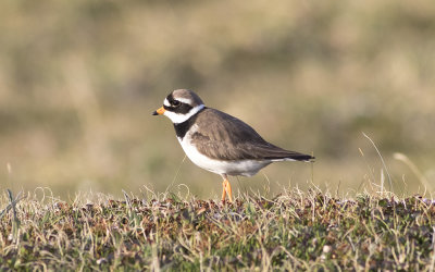 Common ringed plover (Charadrius hiaticula)