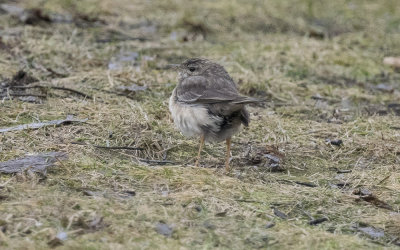 Blyth's pipit (Anthus godlewskii)